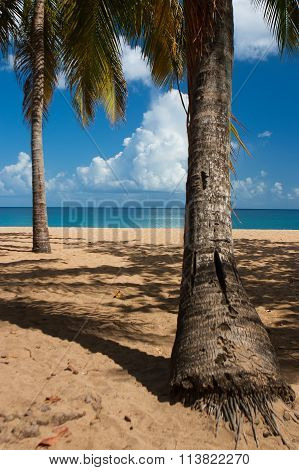 Beach Of Grande Anse, Deshaies, Guadeloupe