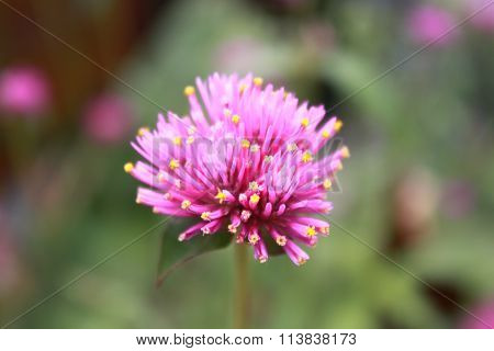 Gomphrena