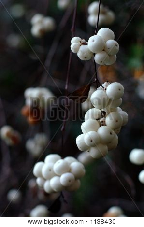 Snowberries
