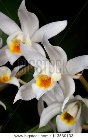 Orchid Flower On Black (coelogyne Mooreana)