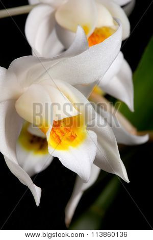 Orchid Flower On Black (coelogyne Mooreana)
