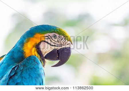 Blue And Yellow Macaw Closeup