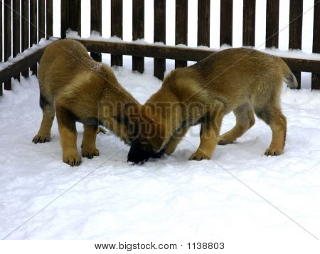 Deux chiots jouer