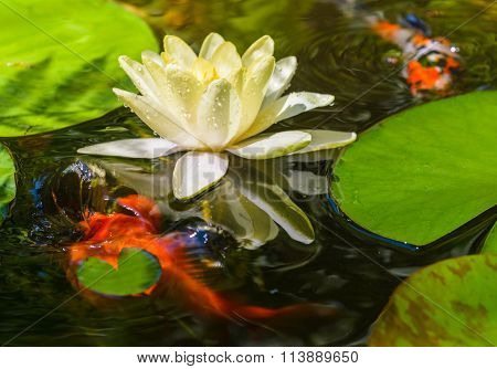 Water lily flower