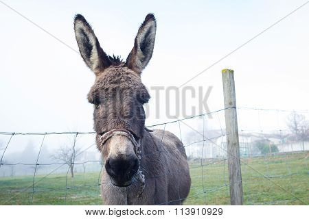 Cute Brown Donkey At Farm