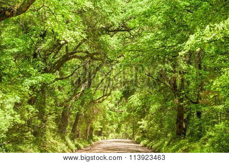 Edisto Island road in South Carolina, USA.