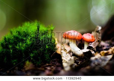 Mushroom