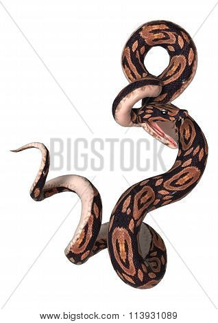 Ball Python On White