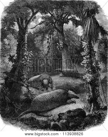 The Priodonte giant armadillo and large forest, vintage engraved illustration. Magasin Pittoresque 1880.