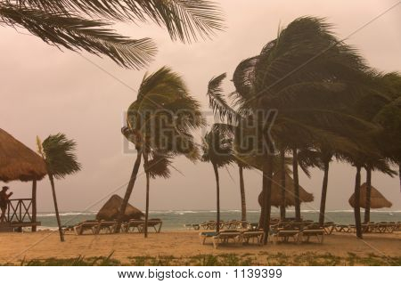 ชายหาดและต้นปาล์ม