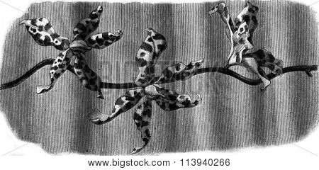 Orchid, Flowers Renanthera Lowii, vintage engraved illustration. Magasin Pittoresque 1876.