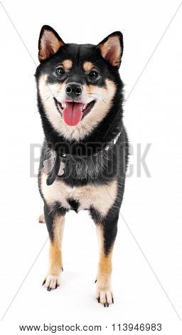 Siba inu with lead isolated on white background