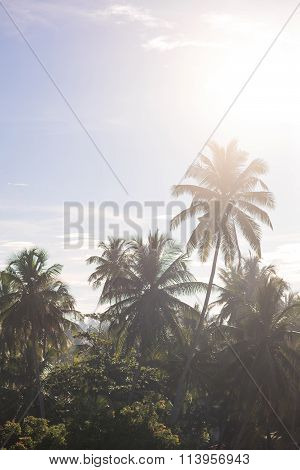 Palm trees on the beach at dawn in Sri Lanka