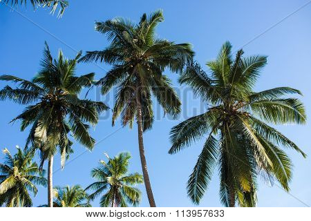Palm trees on the beach at dawn in Sri Lanka