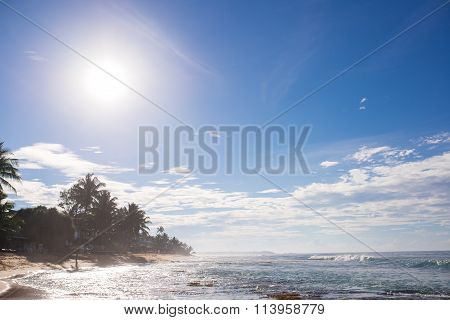 Palm trees on the beach at dawn in Sri Lanka
