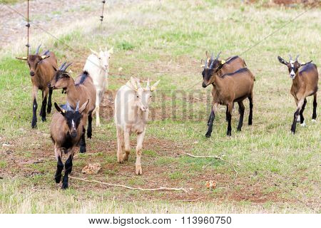 herd of goats, Aveyron, Midi Pyrenees, France