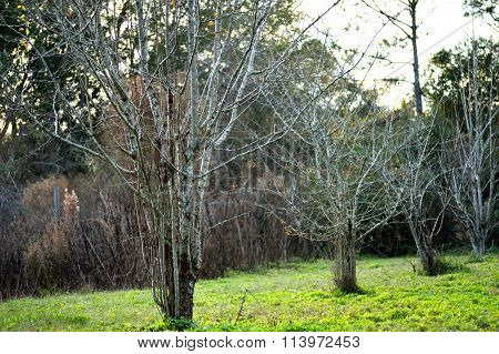 Orchard In Winter At Dusk
