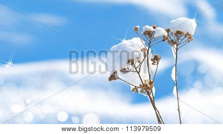 Frozen flowers covered with snow