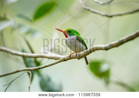 Cuban Tody, Todus Multicolor, An Endemic Species Of Cuba