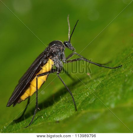 Sciara hemerobioides fly