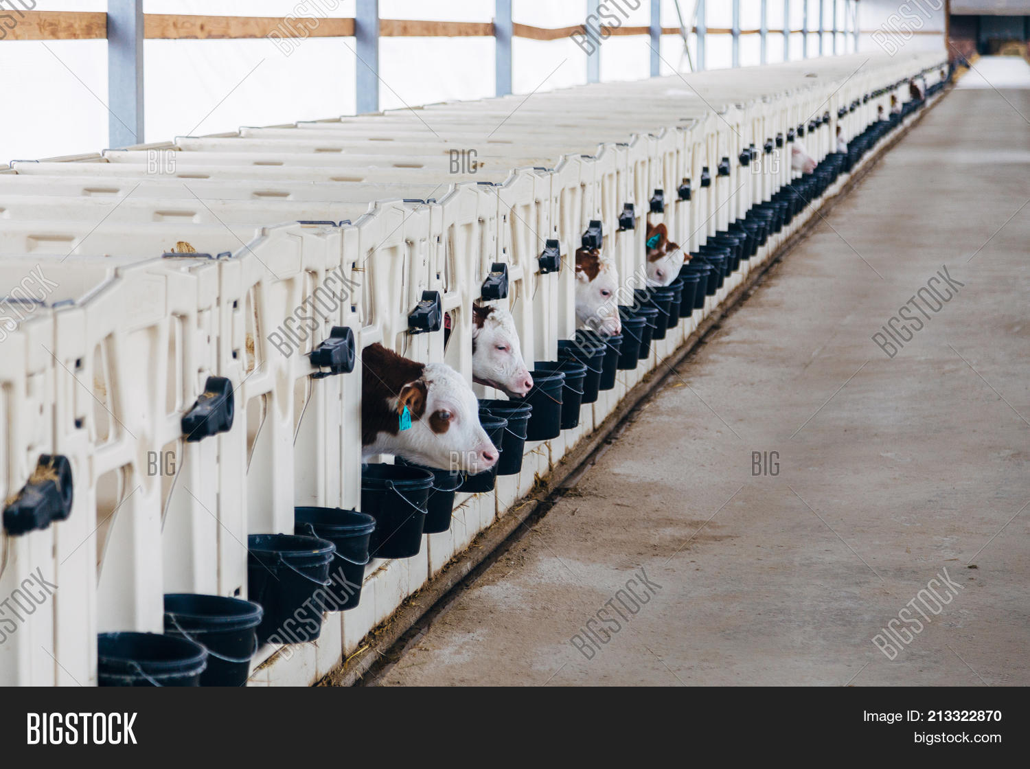 Growing Young Dairy Image & Photo (Free Trial) Bigstock