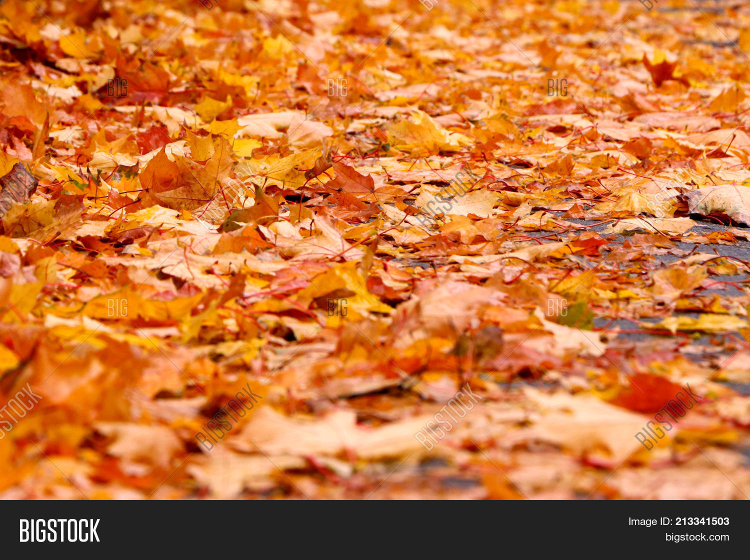Autumn Background Image & Photo (Free Trial) | Bigstock