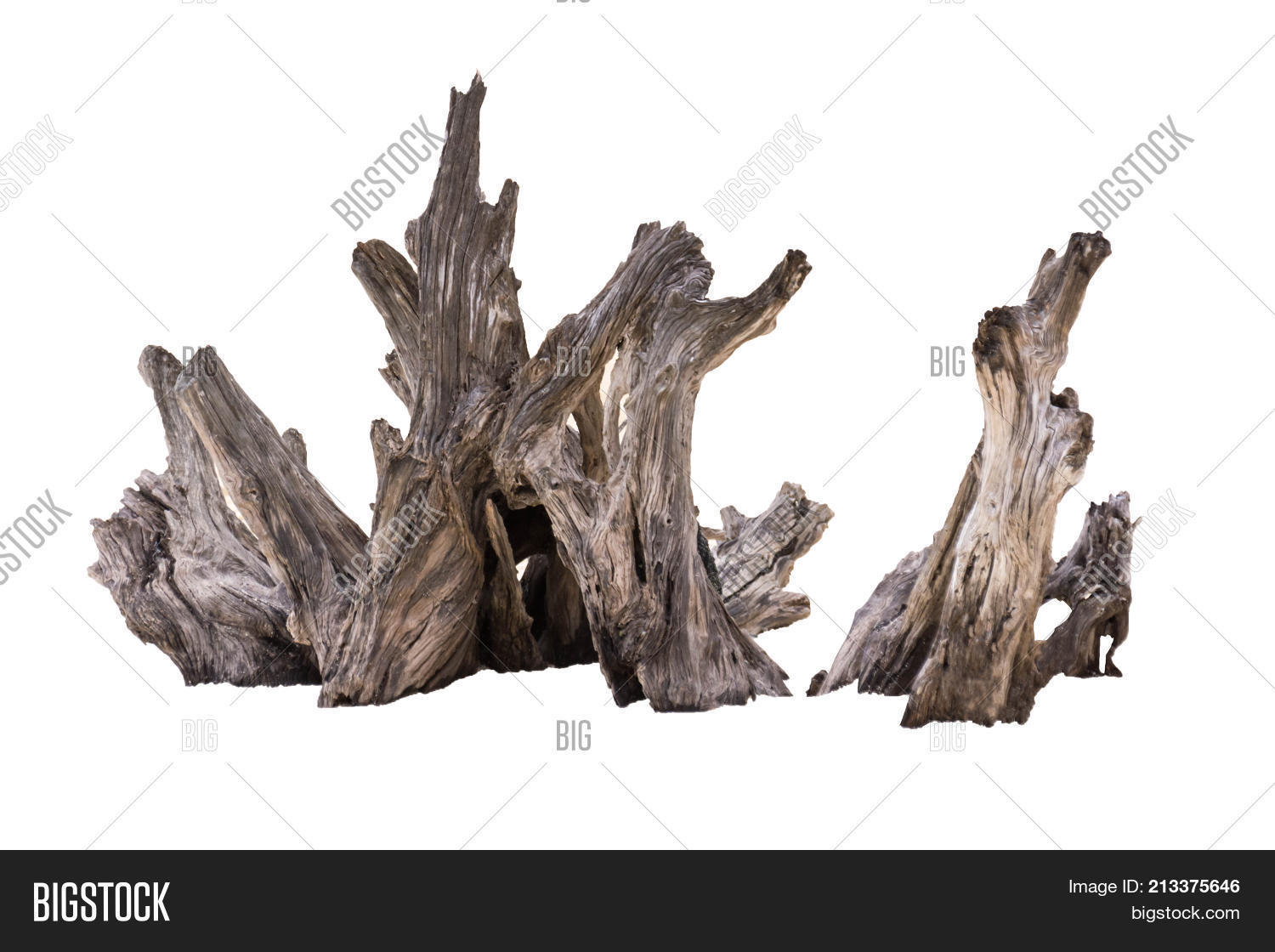 Rotten Dead Tree Trunk Image & Photo (Free Trial) | Bigstock