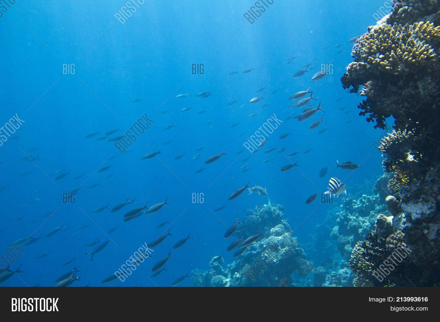 Underwater Coral Reef Image & Photo (Free Trial) | Bigstock