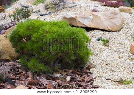 Alpine garden with dwarf conifers close up