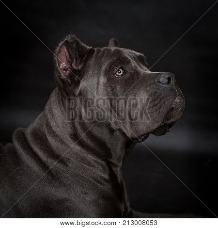 Big Black Dog