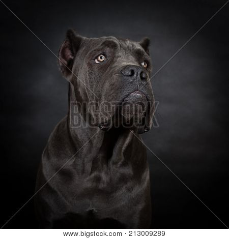 Big Black Dog