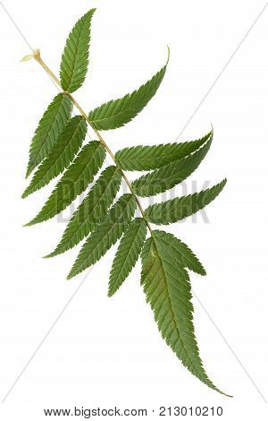 Green leaves isolated on white. Flat lay. Nature concept