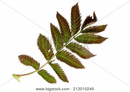 Green leaves isolated on white. Flat lay. Nature concept