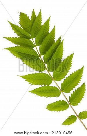 Green leaves isolated on white. Flat lay. Nature concept