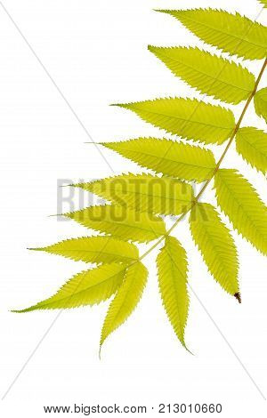 Yellow leaves isolated on white. Flat lay. Nature concept