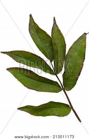 Green leaves isolated on white. Flat lay. Nature concept