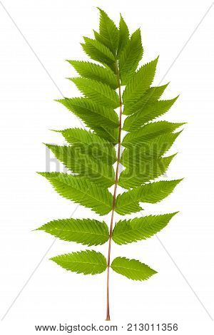 Green leaves isolated on white. Flat lay. Nature concept