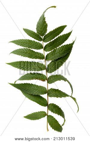 Green leaves isolated on white. Flat lay. Nature concept
