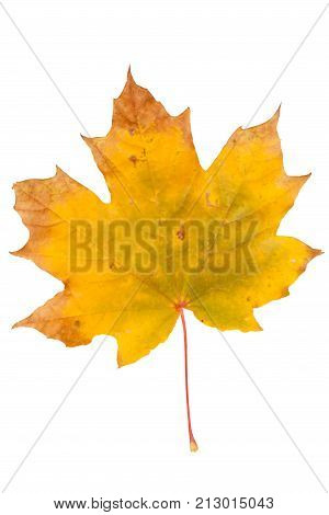 Bright autumn maple leaf isolated on white.
