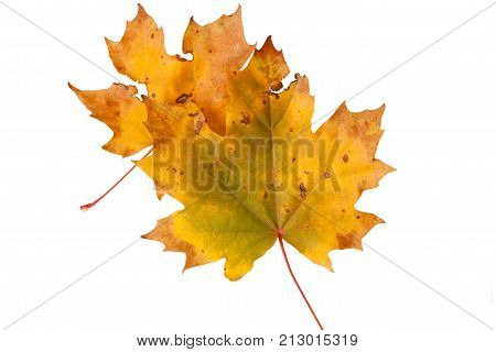 Bright autumn maple leaf isolated on white.