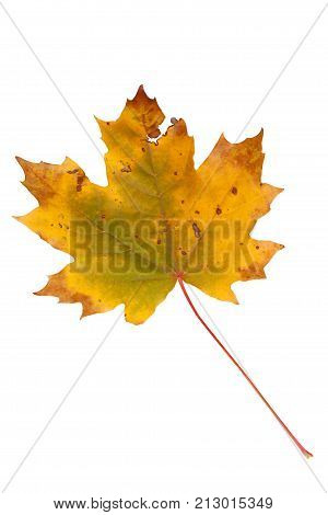 Bright autumn maple leaf isolated on white.