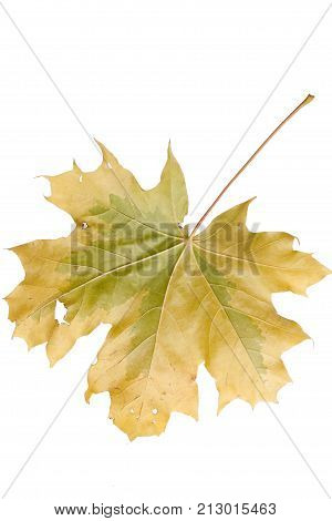 Bright autumn maple leaf isolated on white.