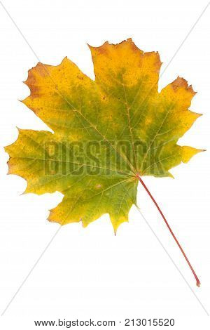 Bright autumn maple leaf isolated on white.