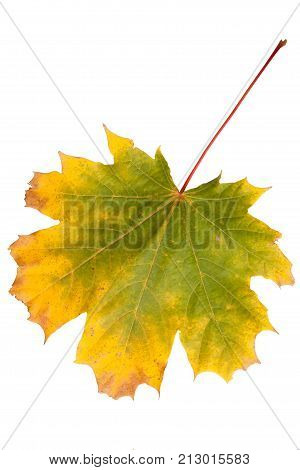 Bright autumn maple leaf isolated on white.