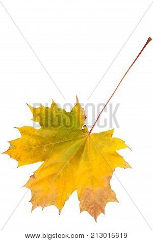 Bright autumn maple leaf isolated on white.