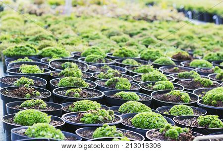 Saxifraga plants and in black pots for sale at garden center known as saxifrages or rockfoils plant