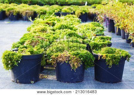 Sagina blooming plants in pots for sale. Irish moss in flowerpots