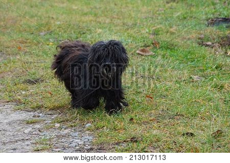 A shaggy beautiful dog runs along the grass in the courtyard