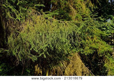 Spruce green branches in the sunlight in a dense forest