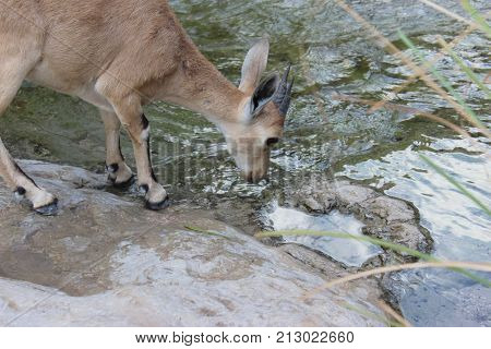 Ibex drinking water from the stream in Ein Gedi, Israel